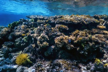 Mercan resifinin sualtı manzarası, tropikal sular, deniz yaşamı.