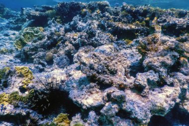 Mercan resifinin sualtı manzarası, tropikal sular, deniz yaşamı.