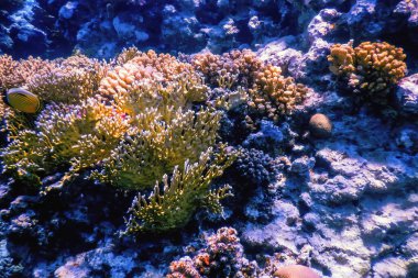 Mercan resifinin sualtı manzarası, tropikal sular, deniz yaşamı.