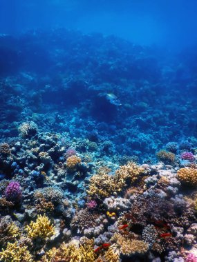 Mercan resifinin sualtı manzarası, tropikal sular, deniz yaşamı.