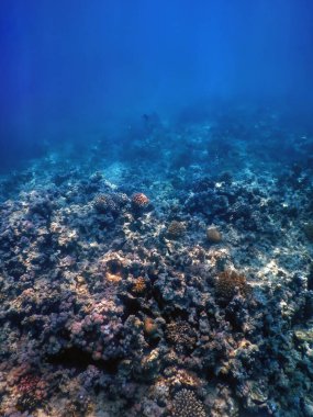 Mercan resifinin sualtı manzarası, tropikal sular, deniz yaşamı.