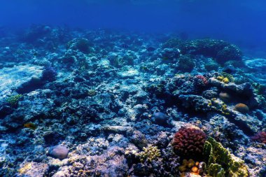 Mercan resifinin sualtı manzarası, tropikal sular, deniz yaşamı.