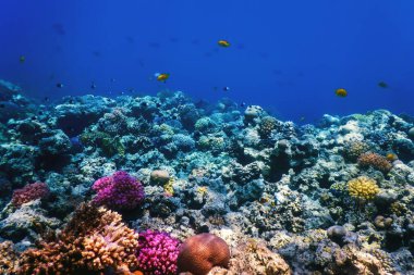 Mercan resifinin sualtı manzarası, tropikal sular, deniz yaşamı.