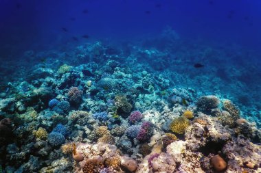 Mercan resifinin sualtı manzarası, tropikal sular, deniz yaşamı.