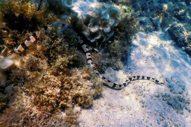 Bantlı yılan balığı (Myrichthys Colubrinus) Tropikal sular, deniz yaşamı