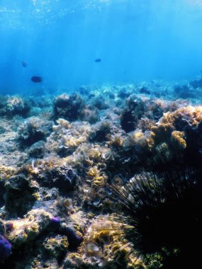 Uzun Omurgalı Deniz Kestanesi (Diadema antillarum) su altında, deniz yaşamı