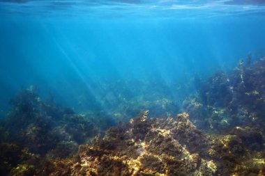 Yosun Ormanı, Yosun Sualtı, Sualtı Sahnesi