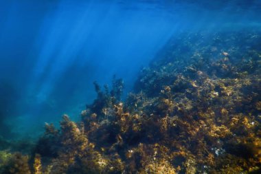 Yosun Ormanı, Yosun Sualtı, Sualtı Sahnesi