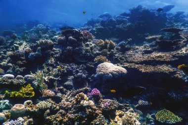 Mercan resifinin sualtı manzarası, tropikal sular, deniz yaşamı.
