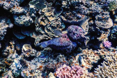Stonefish (Synanceia verrucosa) Reef stonefish, Tropical waters, Marine life clipart