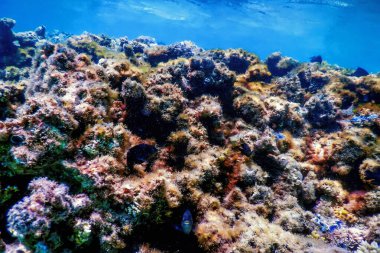 Su altı resifleri, deniz yosunları, mavi sualtı arka planı.