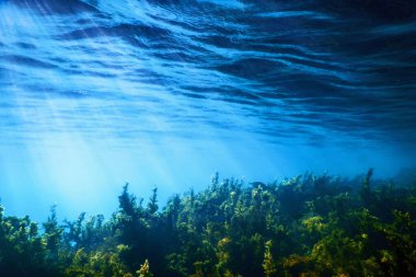 Yosun Sualtı, Yüzeye yakın Yosun Sığ Su