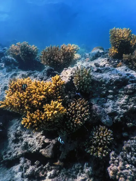 Mercan resifinin sualtı manzarası, tropikal sular, deniz yaşamı.