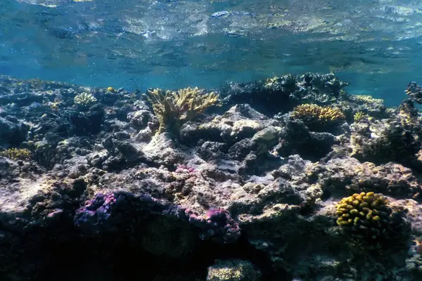 Mercan resifinin sualtı manzarası, tropikal sular, deniz yaşamı.