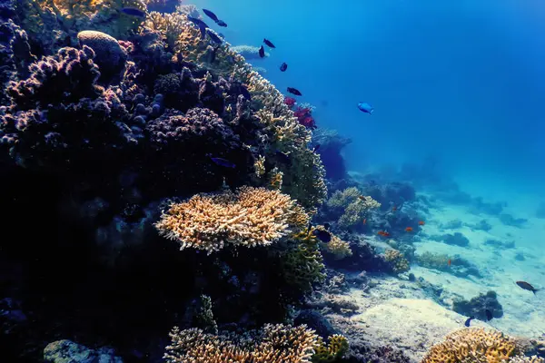 Mercan resifinin sualtı manzarası, tropikal sular, deniz yaşamı.