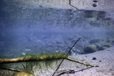 Tatlı Su Flora, Sualtı Tatlı Su Manzarası, Su altı Flora