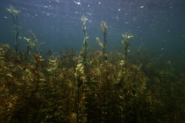 Sualtı Tatlı Su Flora, Sualtı Manzarası, Su altı Flora