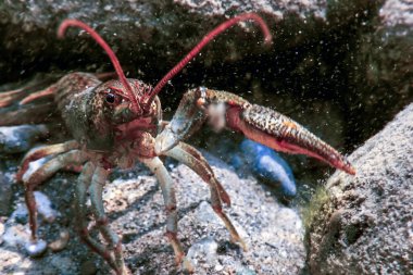 Suyun altında tatlı su kerevitleri (Astacus astacus) 