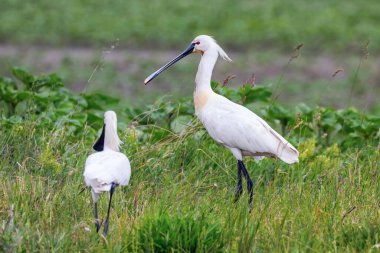Avrasya Kaşıkları (Platalea lökosorodia) Yaygın Kaşıklar