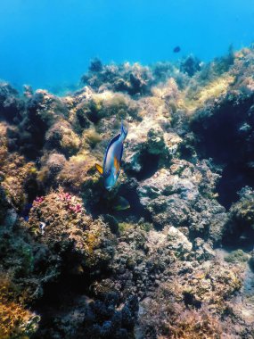Sohal Cerrah Balığı, Sohal Tang (Acanthurus Sohal) Deniz yaşamı