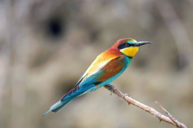 Avrupa Arı Yiyen (Merops Apiaster))