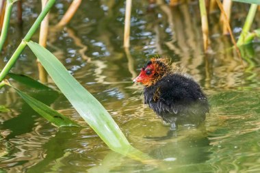 Su üzerinde Avrasya Tavuğu (Fulica atra)