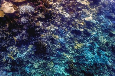 Mercan resifinin sualtı manzarası, tropikal sular, deniz yaşamı.