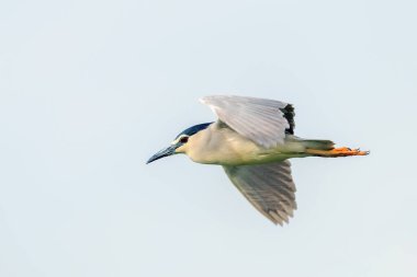 Siyah Taçlı Gece Heron Fight Mavi Gökyüzü (Nycticorax nycticorax)