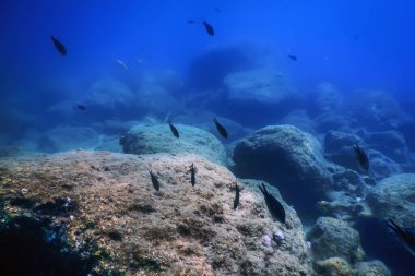 Deniz Yaşamı Su Altında Kayalar Güneş Işığı Altında Yaşam