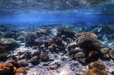 Mercan resifinin sualtı manzarası, tropikal sular, deniz yaşamı.