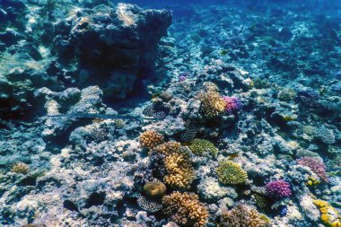 Mercan resifinin sualtı manzarası, tropikal sular, deniz yaşamı.