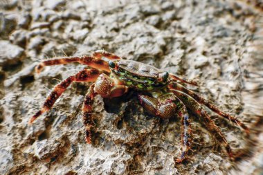 Mermerli Kaya Yengeci (Pachygrapsus marmoratus) Closeup Yengeç