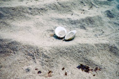 Kumlu Deniz Tabanı (Acanthocardia tuberculata) Sualtı Deniz Kabuğu Döşeme