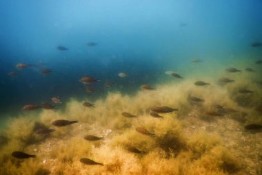 Sualtı Sahnesi Güneş Işığı, Su altı Hayatı.