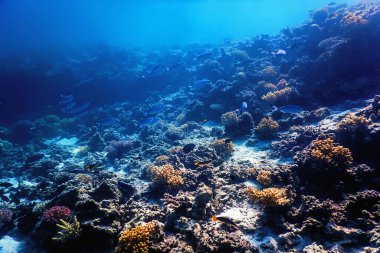 Mercan resifinin sualtı manzarası, tropikal sular, deniz yaşamı.