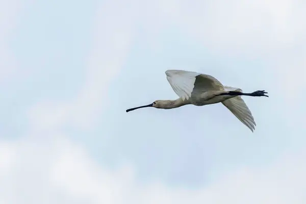 stock image Eurasian Spoonbill (Platalea leucorodia) in Flight