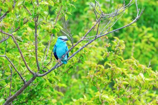 stock image The European Roller (Coracias garrulus) on a Branch