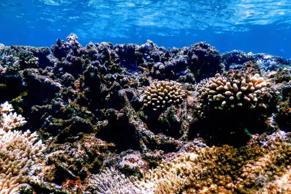 Mercan resifinin sualtı manzarası, tropikal sular, deniz yaşamı.