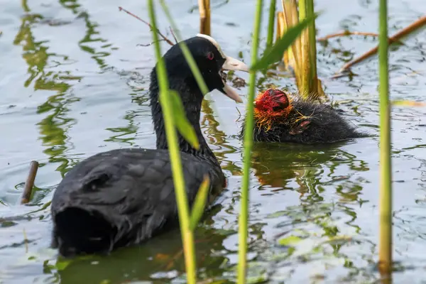 stock image Eurasian Coot Family, The Eurasian Coot (Fulica atra) 