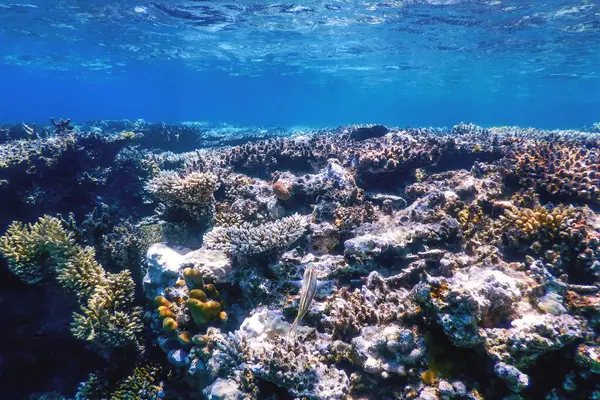 Mercan resifinin sualtı manzarası, tropikal sular, deniz yaşamı.