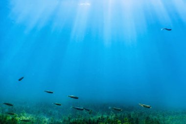 Temiz suda yüzen tatlı su balıkları, sualtı vahşi yaşamı, nehirler ve göller.