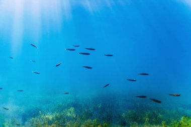 Temiz suda yüzen tatlı su balıkları, sualtı vahşi yaşamı, nehirler ve göller.