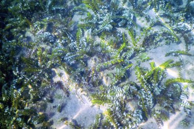 Tatlı Su Flora, Sualtı Tatlı Su Manzarası, Su altı Flora