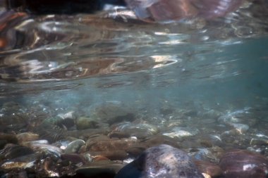 Doğal habitatta balıklar, Dağ Nehri Su Altında, Temiz Su