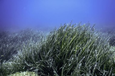Deniz Çimeni Su Altında, Yeşil Deniz Çimeni