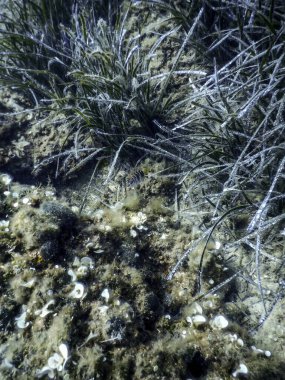 Su altında Deniz Yaşamı, Su altında Yaşam, Vahşi Yaşam
