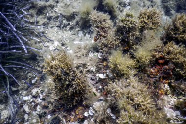 Su altında Deniz Yaşamı, Su altında Yaşam, Vahşi Yaşam