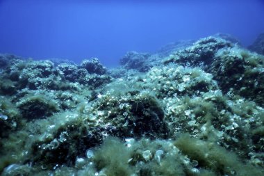 Su altında Deniz Yaşamı, Su altında Yaşam, Vahşi Yaşam