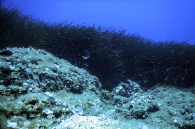 Deniz Çimeni Su Altında, Yeşil Deniz Çimeni