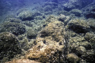 Okyanus tabanının dibindeki kayalar, sualtı yaşamı